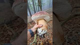 boletus pinicola pinophilus funghiporcini funghi белые грибы mushroom cepes steinpilze [upl. by Lafleur]