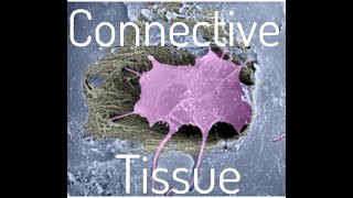 Connective Tissue [upl. by Lieno223]