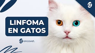 Toda la Verdad Sobre el Linfoma en Gatos Causas Síntomas y Tratamiento [upl. by Ynaffik298]