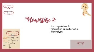 Hémostase Partie 2 La Coagulation La Rétraction Du Caillot Et La Fibrinolyse [upl. by Htomit601]