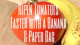 Ripen Tomatoes Faster with a Banana amp Paper Bag [upl. by Janetta]