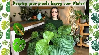 Keeping Your Houseplants Happy Over Winter  Overwintering Tropical Garden Plants [upl. by Htbazile]