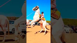 Raees  Horse 🐎 Riding horse horses ghoda horseriding horselover ytvideo shortsfeed dhruhi [upl. by Oruasi666]