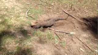 australian lizard swallows a rabbit on golf course [upl. by Iiette]