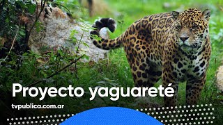 Proyecto Yaguareté en la región Chaqueña  Aire Nacional [upl. by Pettifer]