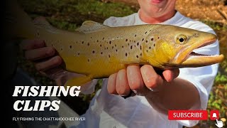 Fly Fishing for Brown TROUT [upl. by Haliled]