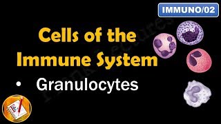 Cells of the Immune System PART I  GRANULOCYTES FLImmuno02 [upl. by Tish664]