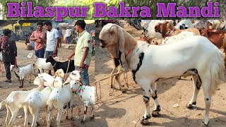 05 10 Bilaspur Bakra Mandi 2024 new update  Bilaspur goat market in india  Bilaspur Bakra bazar up [upl. by Berglund]