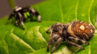 Phidippus regius mating [upl. by Lorenza]