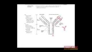 First Aid for the USMLE Step 1 IMMUNOLOGY  08  Effector functions of B cells and their antibodies [upl. by Kimberli]