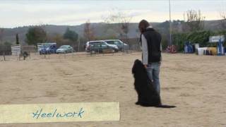 Obedience Training with Elliot the Briard [upl. by Fulvia]