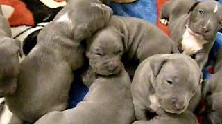 SOLID BLUE  BLUE NOSE PIT BULL PUPPIES FOR SALE  APOLLONIAZ PUPZ  quotPLAY TIL U DROPquot [upl. by Kissel]