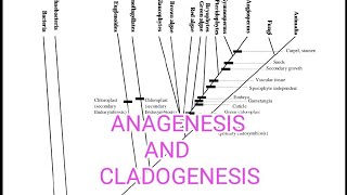 ANAGENESIS AND CLADOGENESIS  SPECIATION  EVOLUTION [upl. by Eceinal]