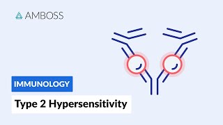 AntibodyDependent CellMediated Cytotoxicity Type II Hypersensitivity Reaction [upl. by Ive]