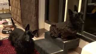 Scottish Terriers listening to cat sounds [upl. by Shuma]