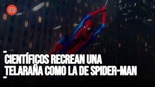 ¡La Telaraña de SPIDERMAN es REAL Cientificos Logran Reproducir Una Sustancia Similar [upl. by Barret810]