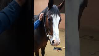 Did you know this about Horses [upl. by Emie]