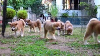 Akita Puppies Play Day [upl. by Nightingale]