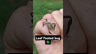 Leaf Footed bug 🪲🐛nymphcreepybugs bug insects nature bugs shorts [upl. by Aehsan]