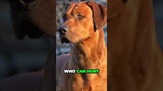 Rhodesian Ridgeback  Interesting Facts [upl. by Nosnirb866]