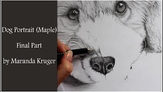 Drawing Timelapse  Dog Portrait of Maple Final Part [upl. by Lesh]