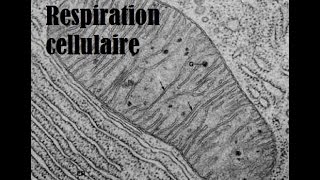 La respiration cellulaire [upl. by Ahiel]