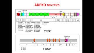 Advances in diagnosis and management of ADPKD [upl. by Mead]