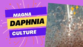 Daphnia magna culture [upl. by Ataynek]