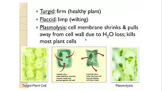 AP Bio 28 Tonicity and Osmoregulation Dr Joseph [upl. by Wrigley369]