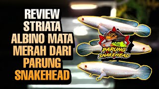 BELI CHANNA STRIATA ALBINO MATA MERAH DI PASAR IKAN HIAS PARUNG  SIZE 67CM [upl. by Ahen]