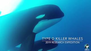 Exclusive Underwater Footage Captured of Type D Killer Whales Orcinus orca off Cape Horn Chile [upl. by Jar996]