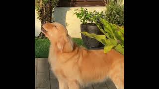 Golden Retriever howling sound [upl. by Gelb]