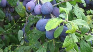 MAKING DAMSON VODKA [upl. by Padegs]