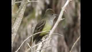 Great Crested Flycatcher Calling  Bird Sounds [upl. by Nonnag]