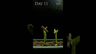 Watching a Desert Rose Plant Grow From Seed in Timelapse [upl. by Elma]