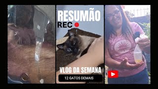 EP6  REFAZENDO EXAMES DO PIPINHO RENAL  RESUMÃO DOS 12 GATOS DEMAIS [upl. by Nnylacissej101]