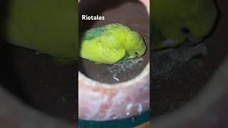 Budgies breeding progression EP 54 😍🪔🐥 birds budgies breedingprogress budgiesshorts [upl. by Lhok34]