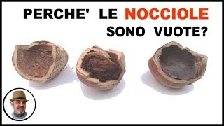 Perchè le nocciole cadono vuote Ecco le cause [upl. by Peria]