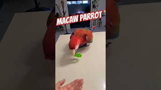 Macaw parrot 🦜🦜 [upl. by Caterina258]