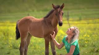 Foal Handling  Feather Light Academy [upl. by Anahgem]