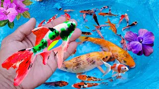 Catching fish colorful Baby Comet Fish goldfish betta guppy koki koi [upl. by Adnuhsat513]