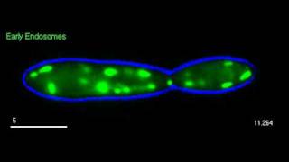 The endosome shuttle [upl. by Haig]