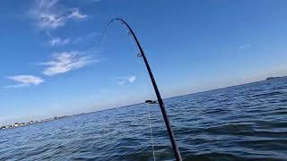 Wade Fishing at Anna Maria Island [upl. by Ahsenat]