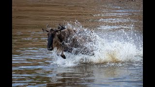 Line of blue wildebeest cross Mara river [upl. by Akcirret334]