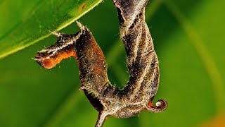 filament bearer aka horned spanworm Nematocampa resistaria [upl. by Iruy]