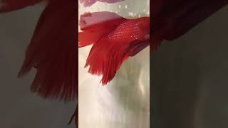 Fighter fish youtube shortvideo subscribe [upl. by Eedyak]