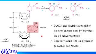 2 Glycolysis Anaerobic respiration [upl. by Anahahs653]