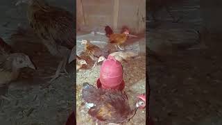 5 Tips for Successful Egg Incubation at Mahbub Eggs Incubator and Chicken Farm [upl. by Acirrehs]