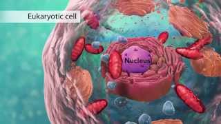 Biology Cell Structure I Nucleus Medical Media [upl. by Ardnoek]