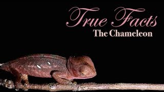 True Facts About The Chameleon [upl. by Paxton]